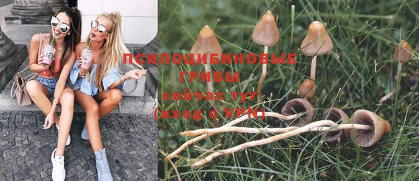 прущие грибы Мегион